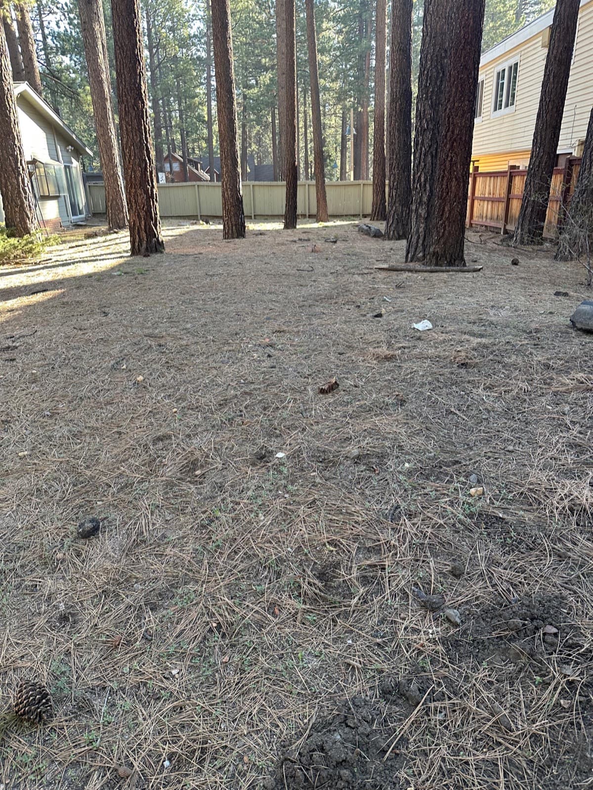 Yard before cleanup — overgrown with debris